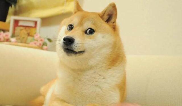 什么是“迷因币”？投资新宠「佩佩蛙币」席卷币圈-第3张图片-binance下载