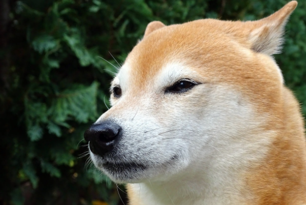 BINK代币飙升30000%另一个模因代币可能会暴跌-第1张图片-欧意下载 BINK代币飙升30000%另一个模因代币可能会暴跌-第1张图片-欧意下载